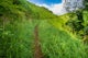 Hike the Kuilau Ridge Trail