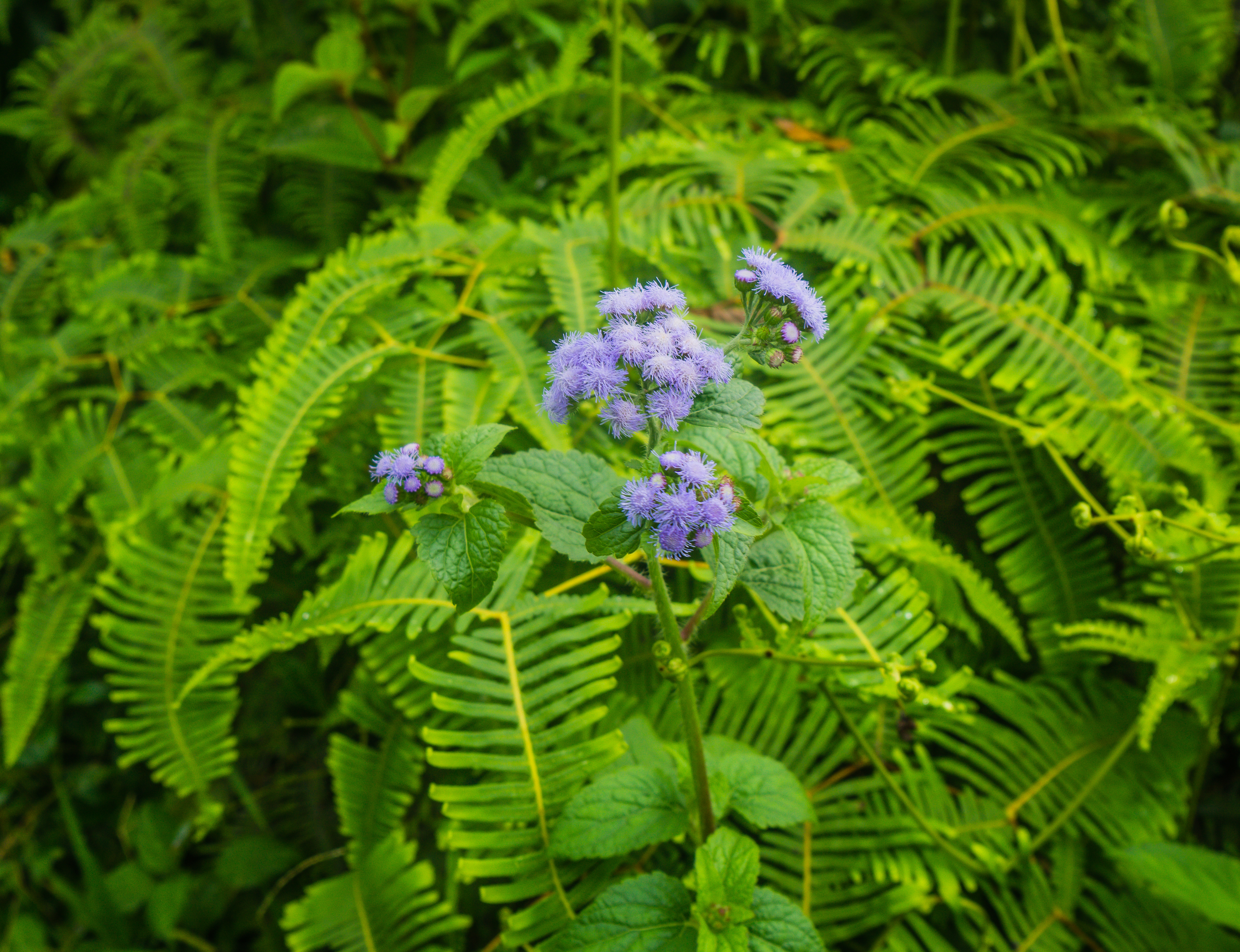 Hike the Kuilau Ridge Trail