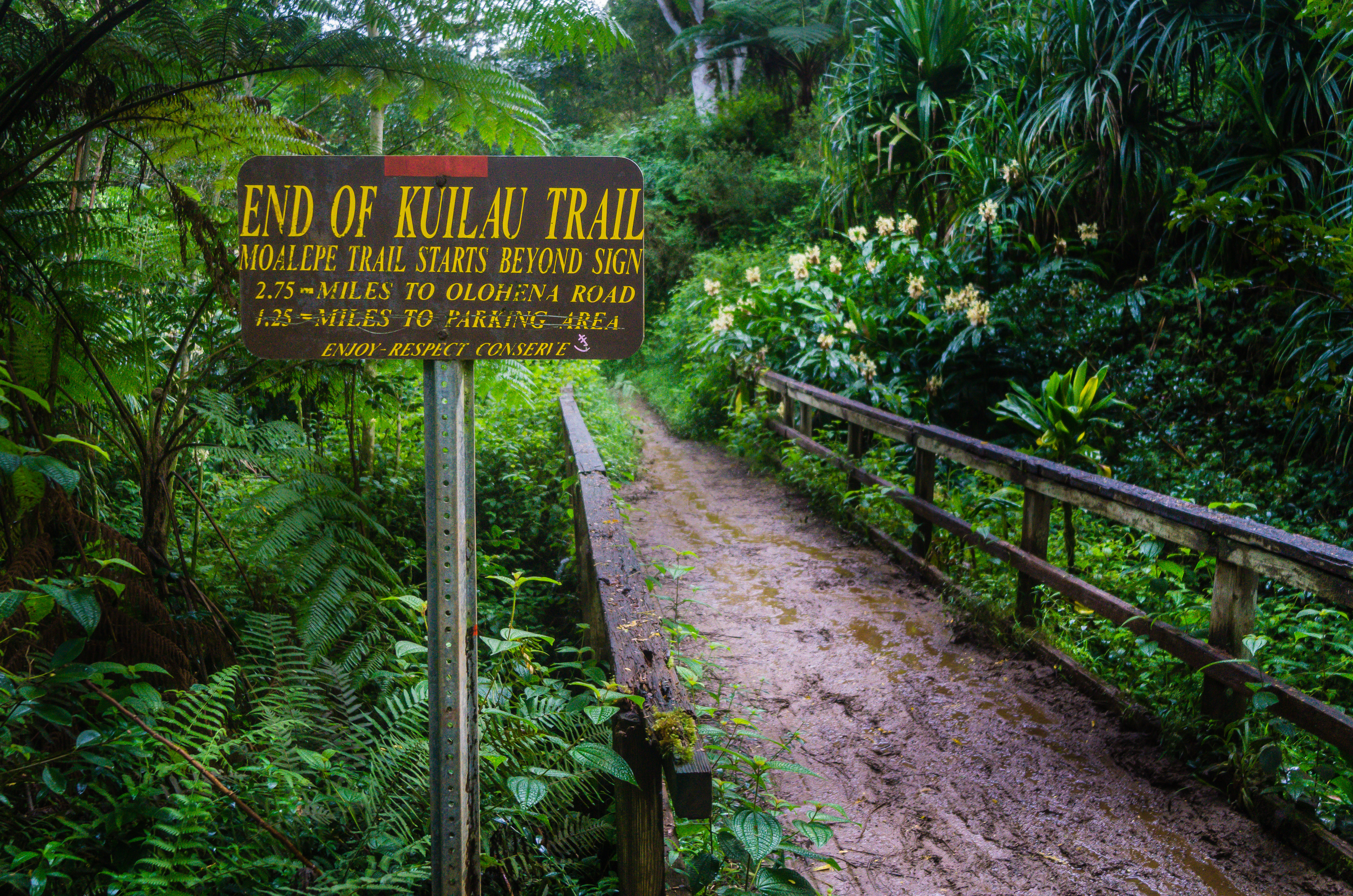 Hike the Kuilau Ridge Trail