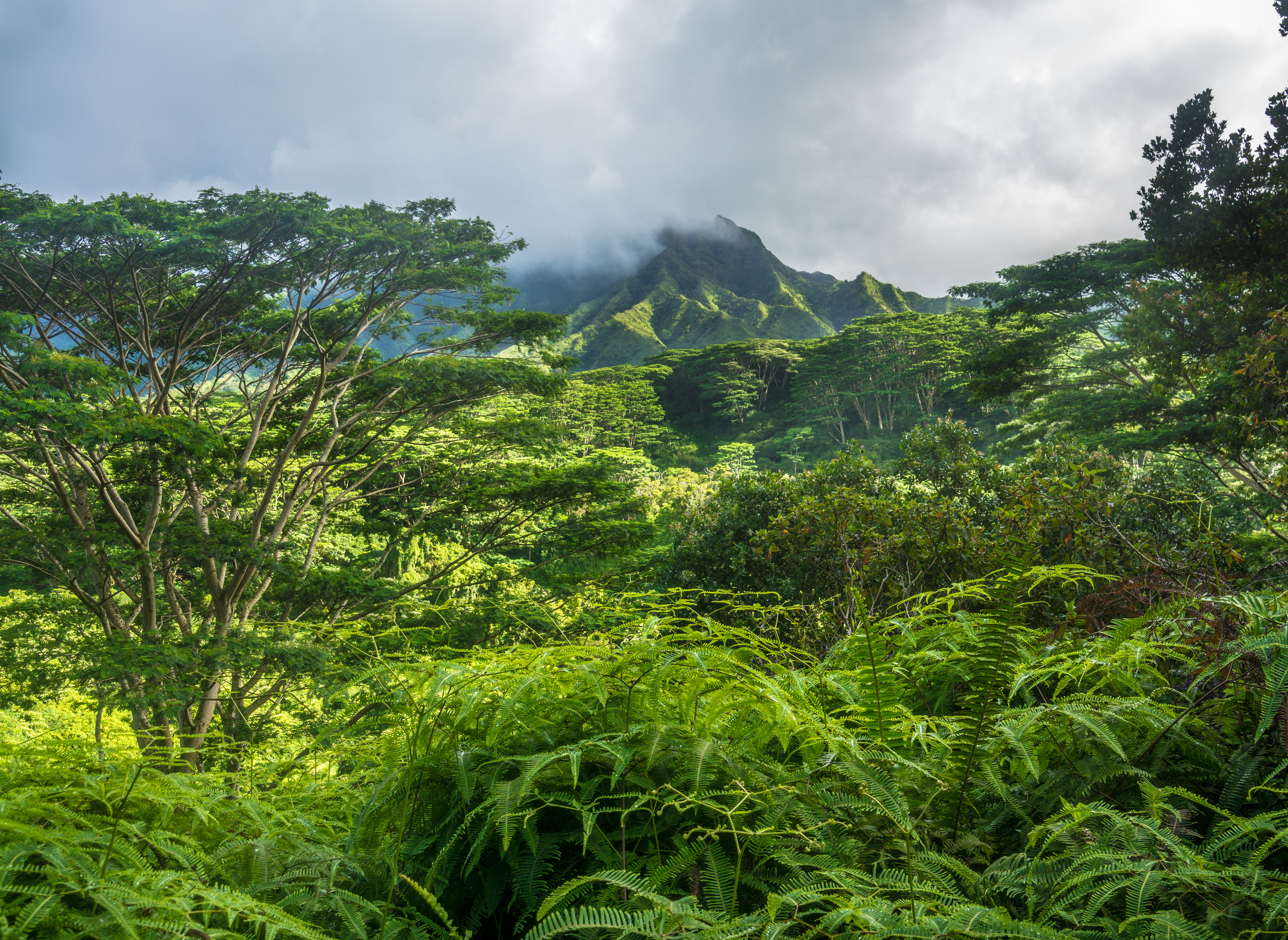 Hike the Kuilau Ridge Trail