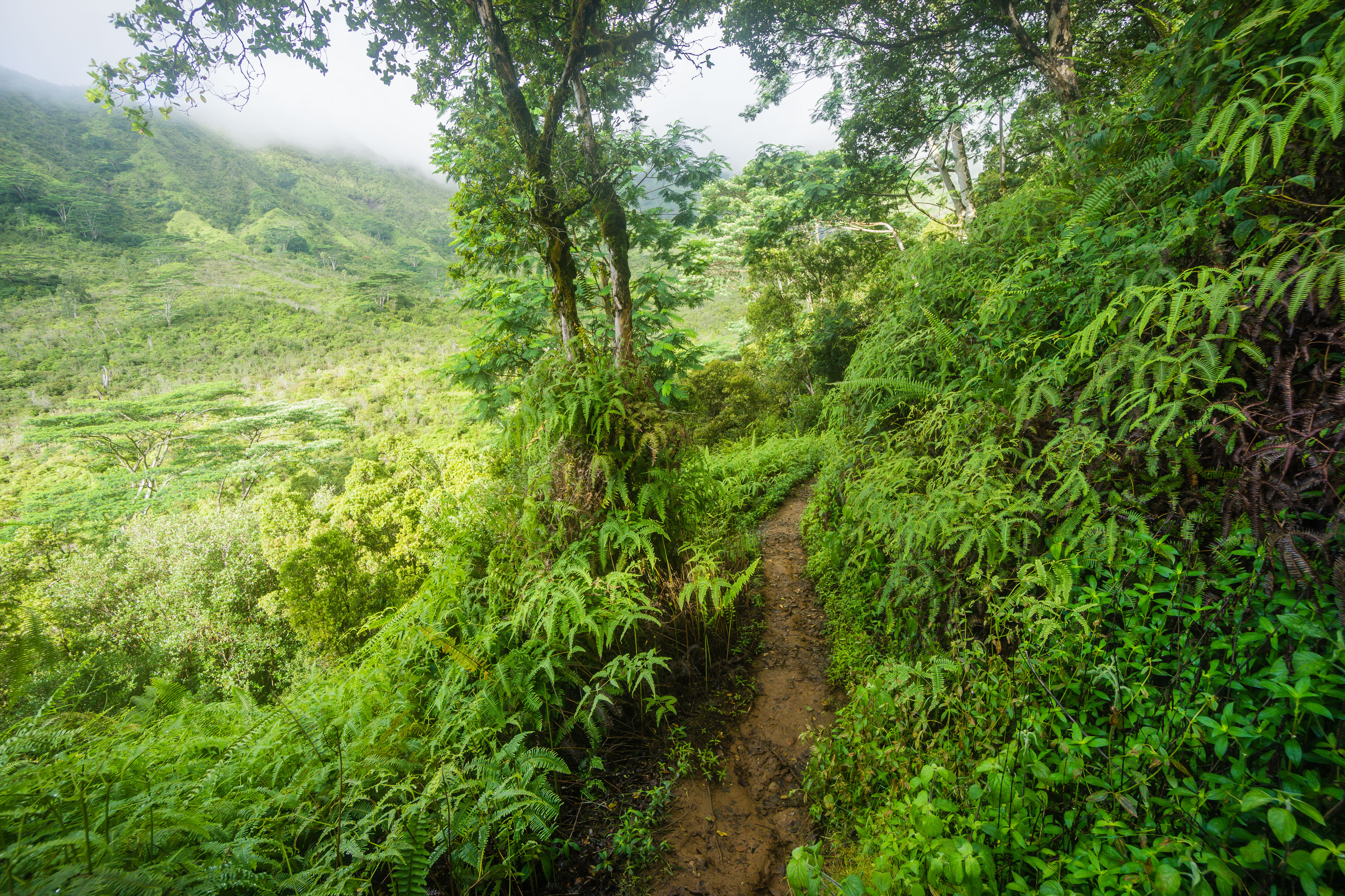 Swim in the Waikoko Stream & Waterfall