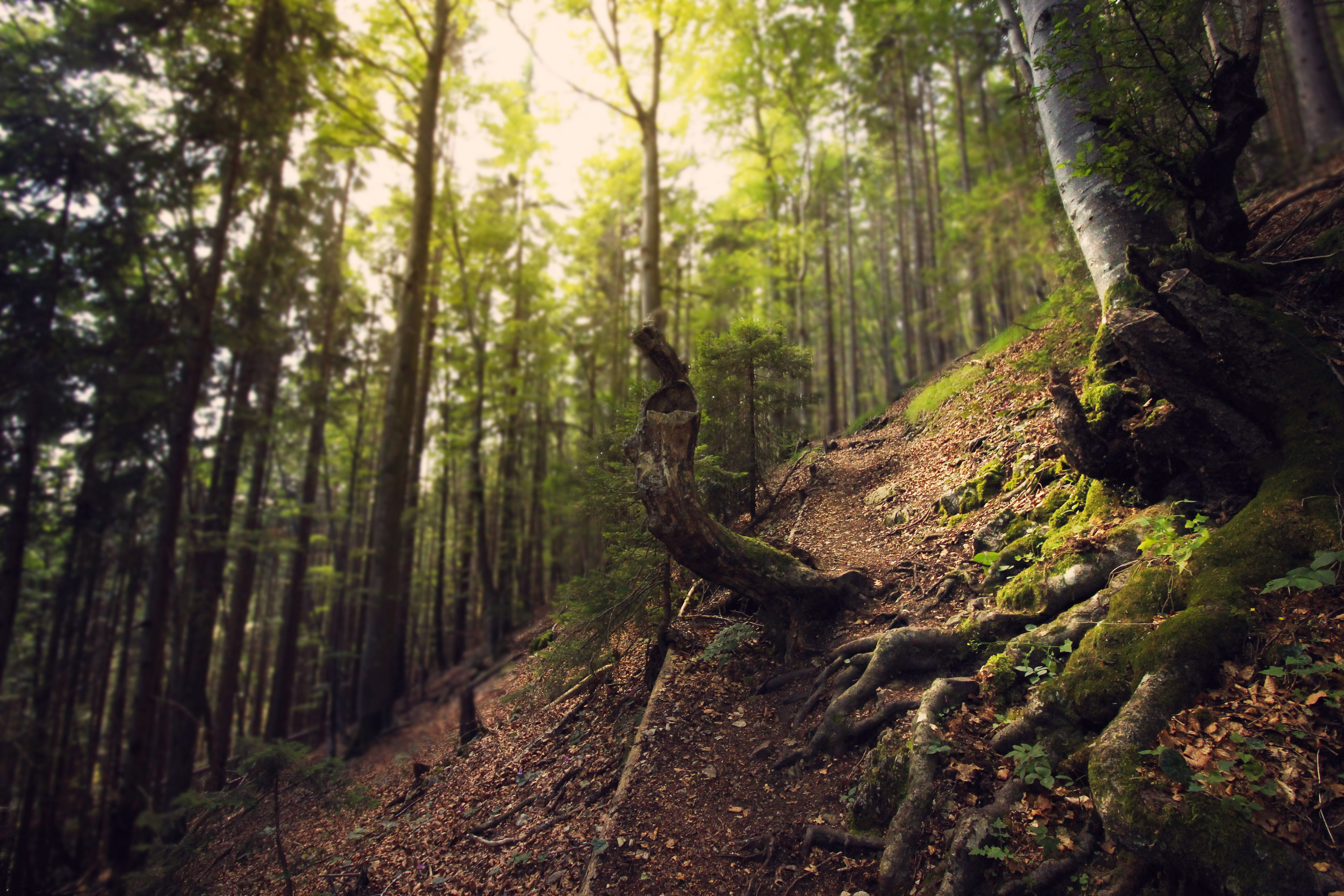 Hike to the Hudičev Boršt Refuge