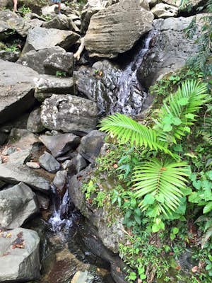 Hike through El Yunque Rainforest