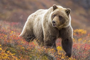 Preventing Bear Attacks: Tips From a Wildlife Biologist