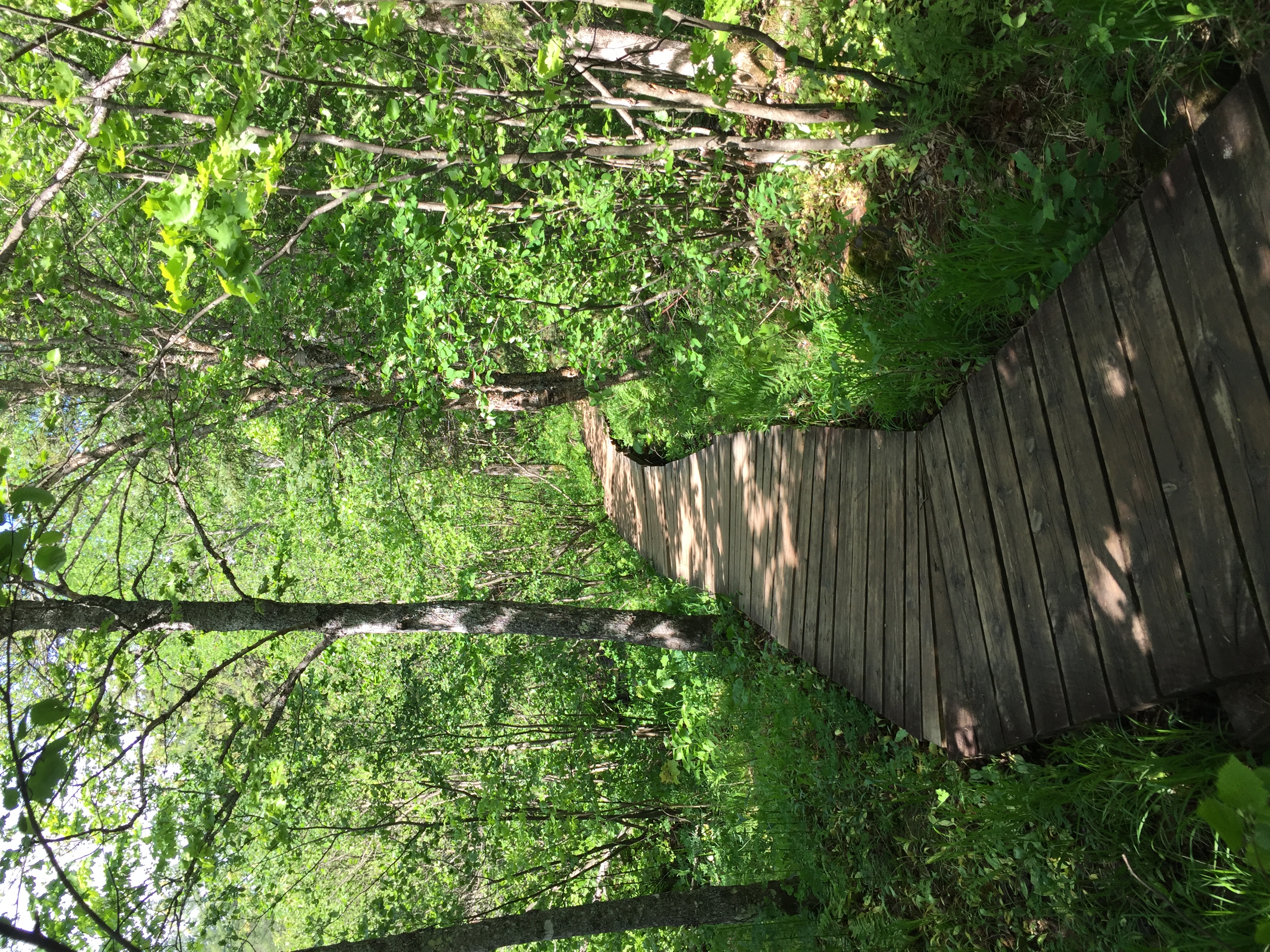Hike the Canyon Falls Gorge and Jump into Canyon Falls