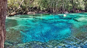 Paddle to Cypress Spring