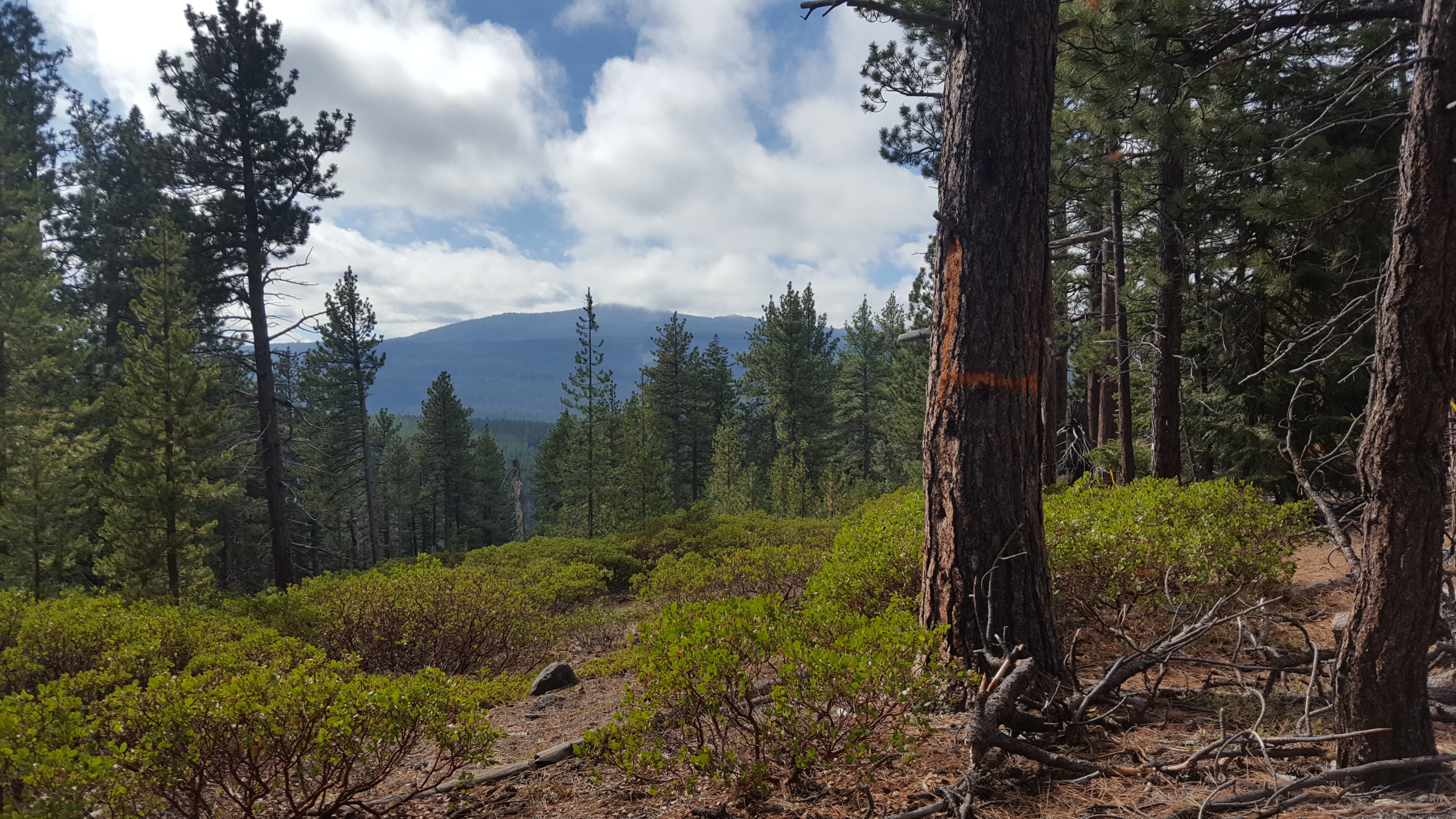 Tumalo Creek Loop