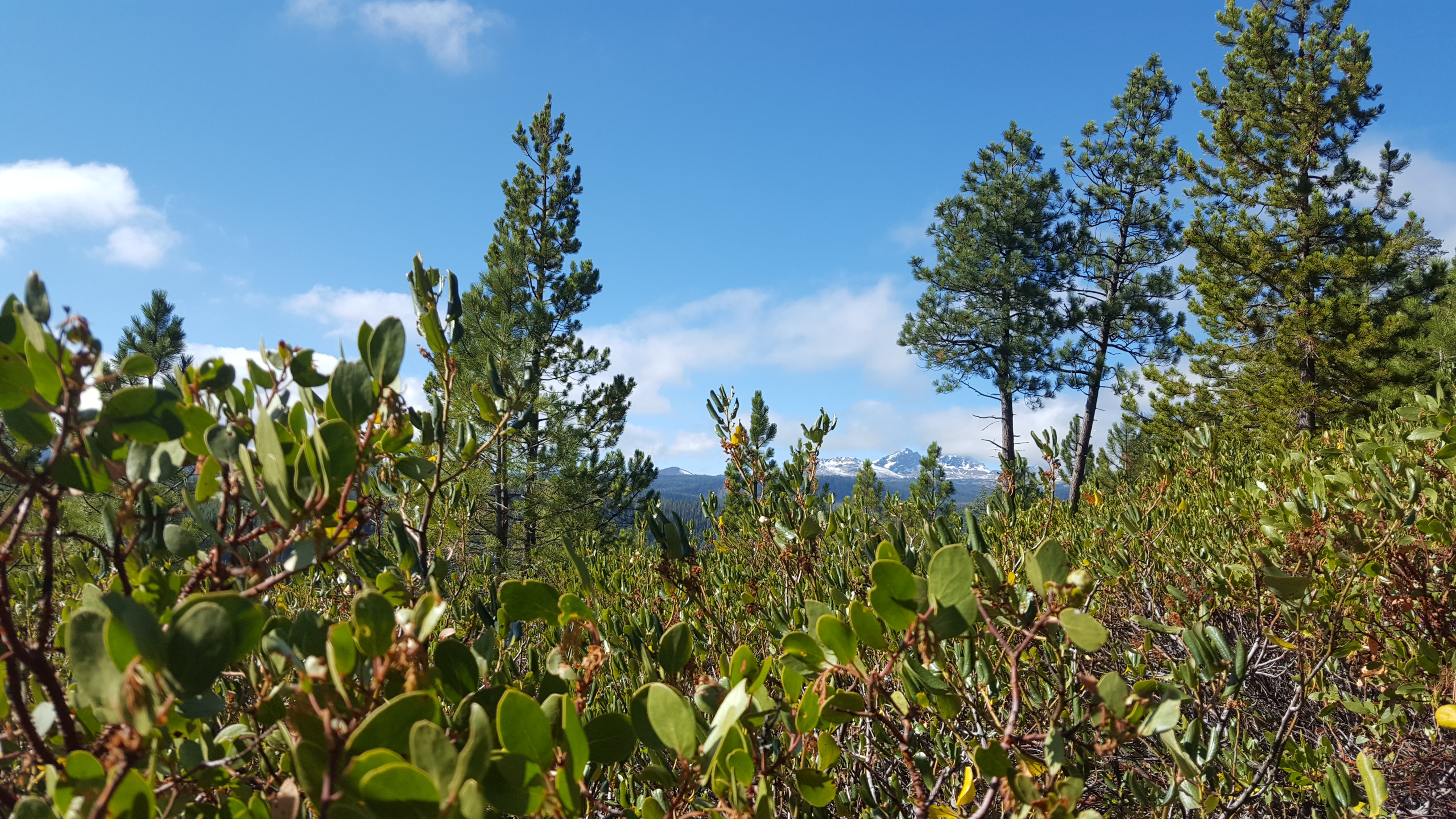 Tumalo Creek Loop