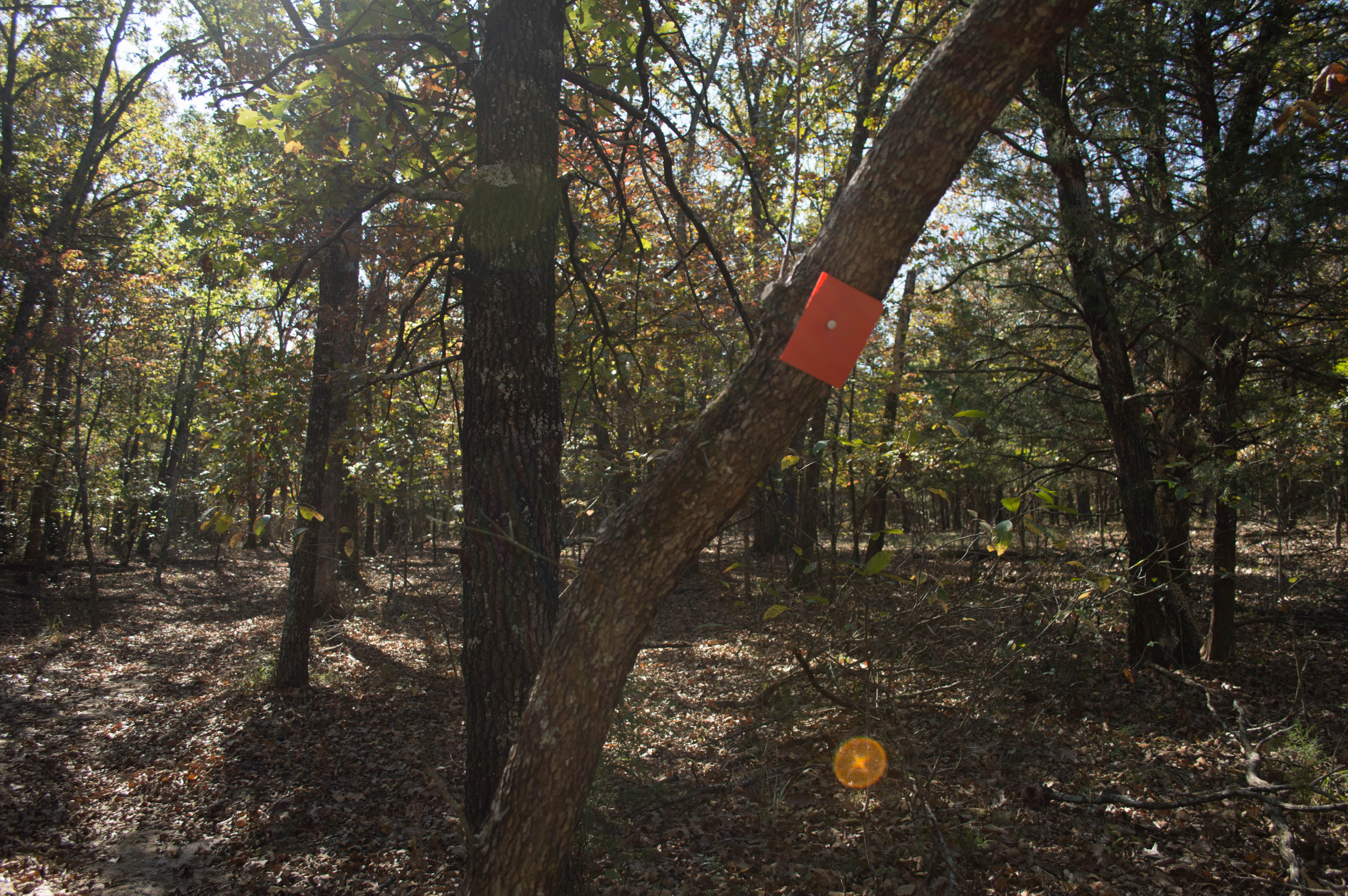 White Oak Trail