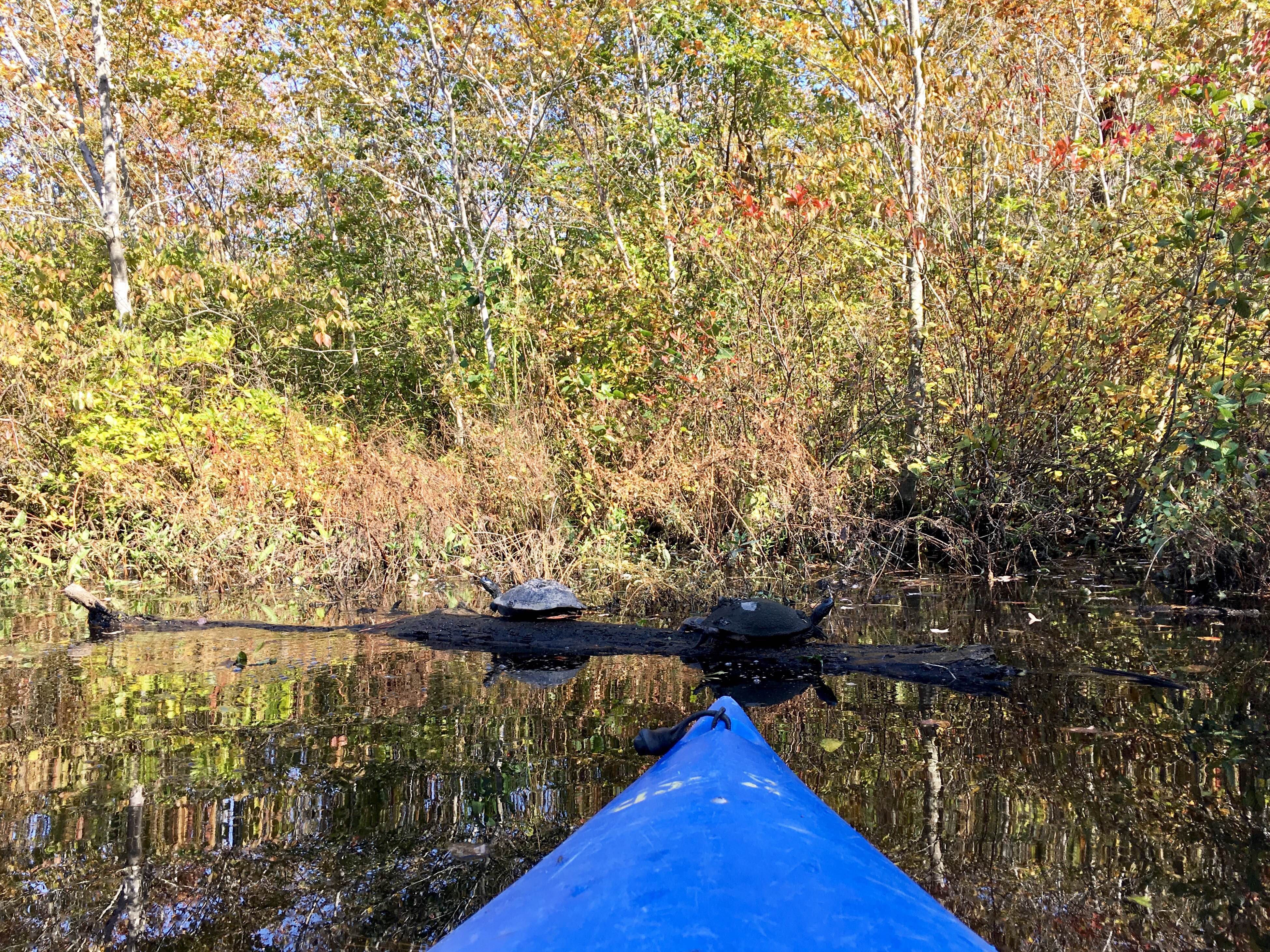 Kayak Killens Pond