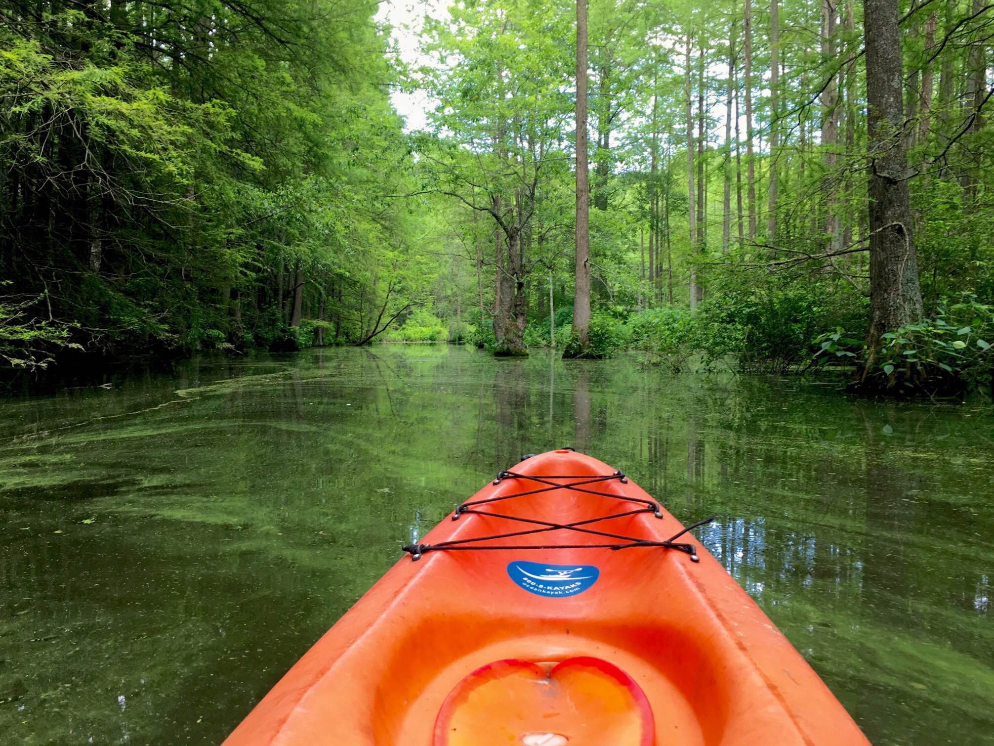 Kayak Trap Pond's Terrapin Branch Water Trail, Laurel, Delaware