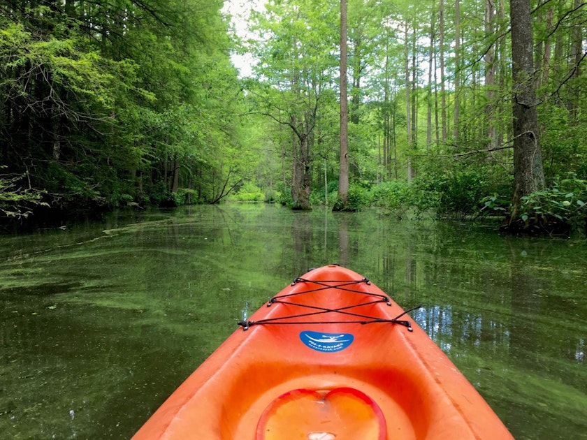 kayak trap pond's terrapin branch water trail, delaware