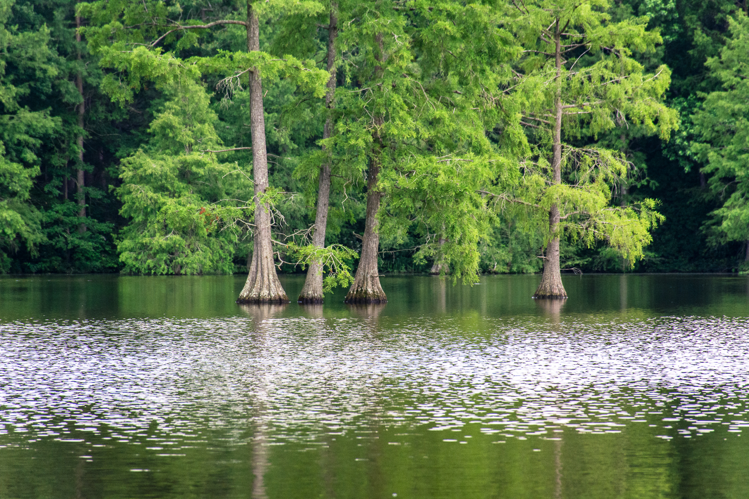 Kayak Trap Pond's Terrapin Branch Water Trail