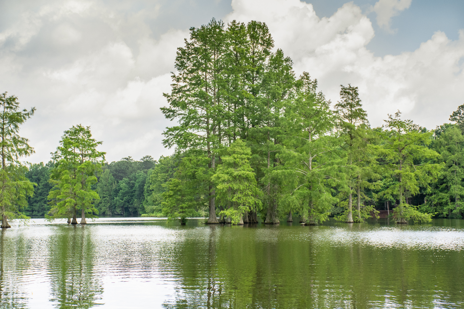 Kayak Trap Pond's Terrapin Branch Water Trail