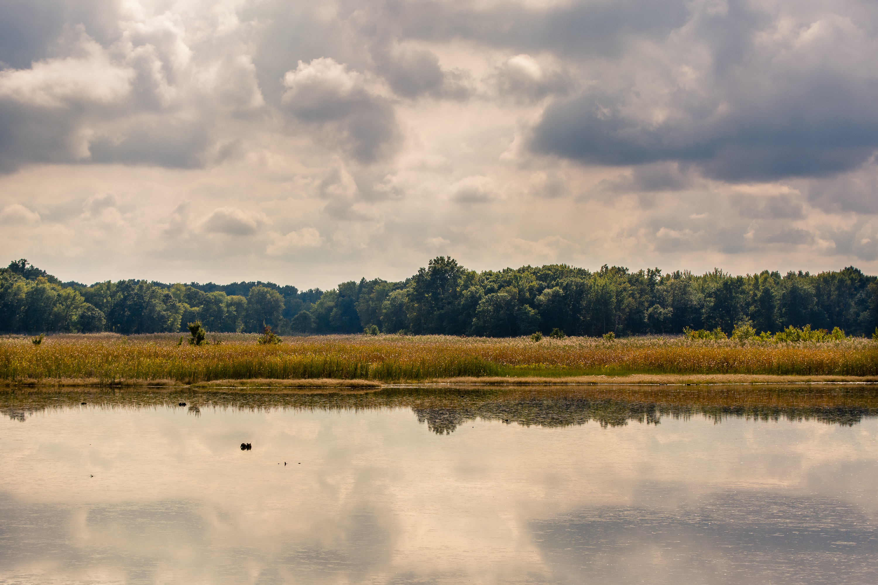 Explore Bombay Hook National Wildlife Refuge