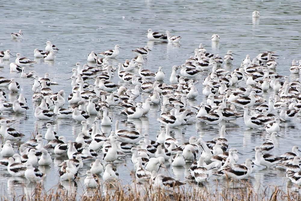 Explore Bombay Hook National Wildlife Refuge