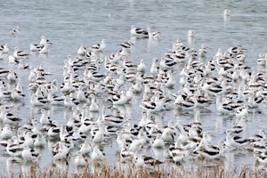Explore Bombay Hook National Wildlife Refuge