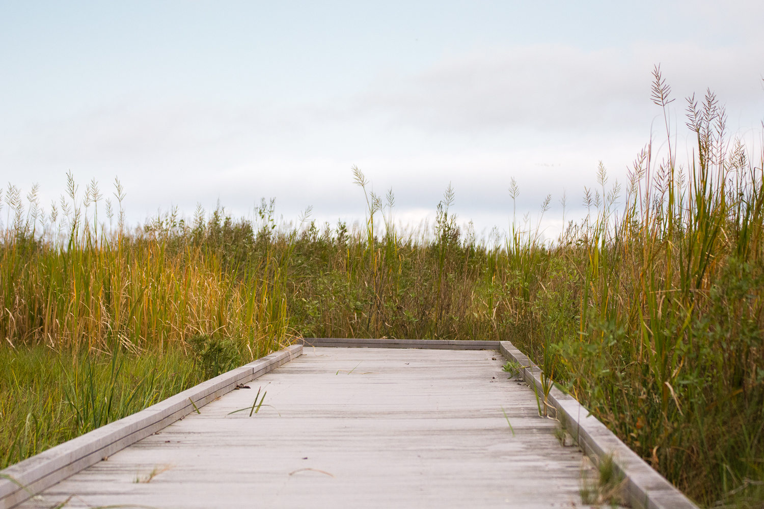 Explore Bombay Hook National Wildlife Refuge