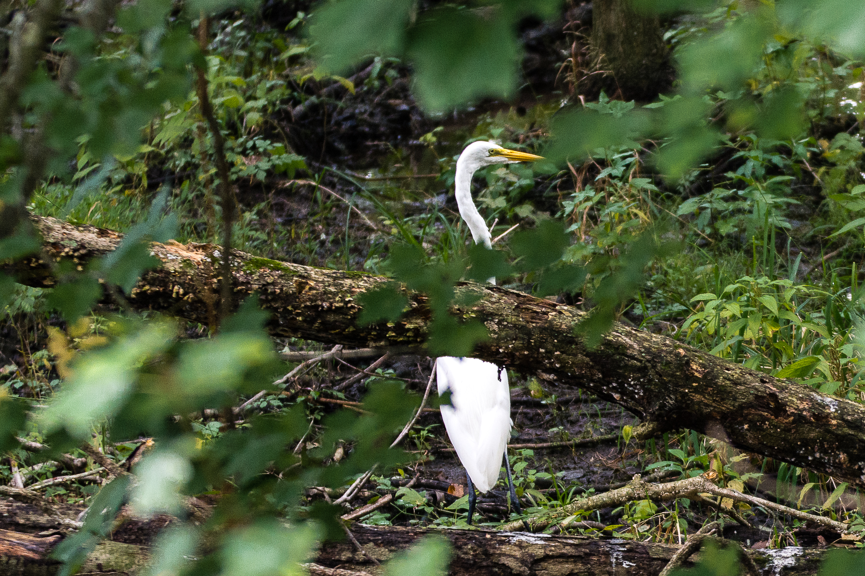 Explore Bombay Hook National Wildlife Refuge