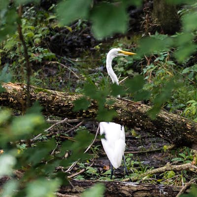 Explore Bombay Hook National Wildlife Refuge