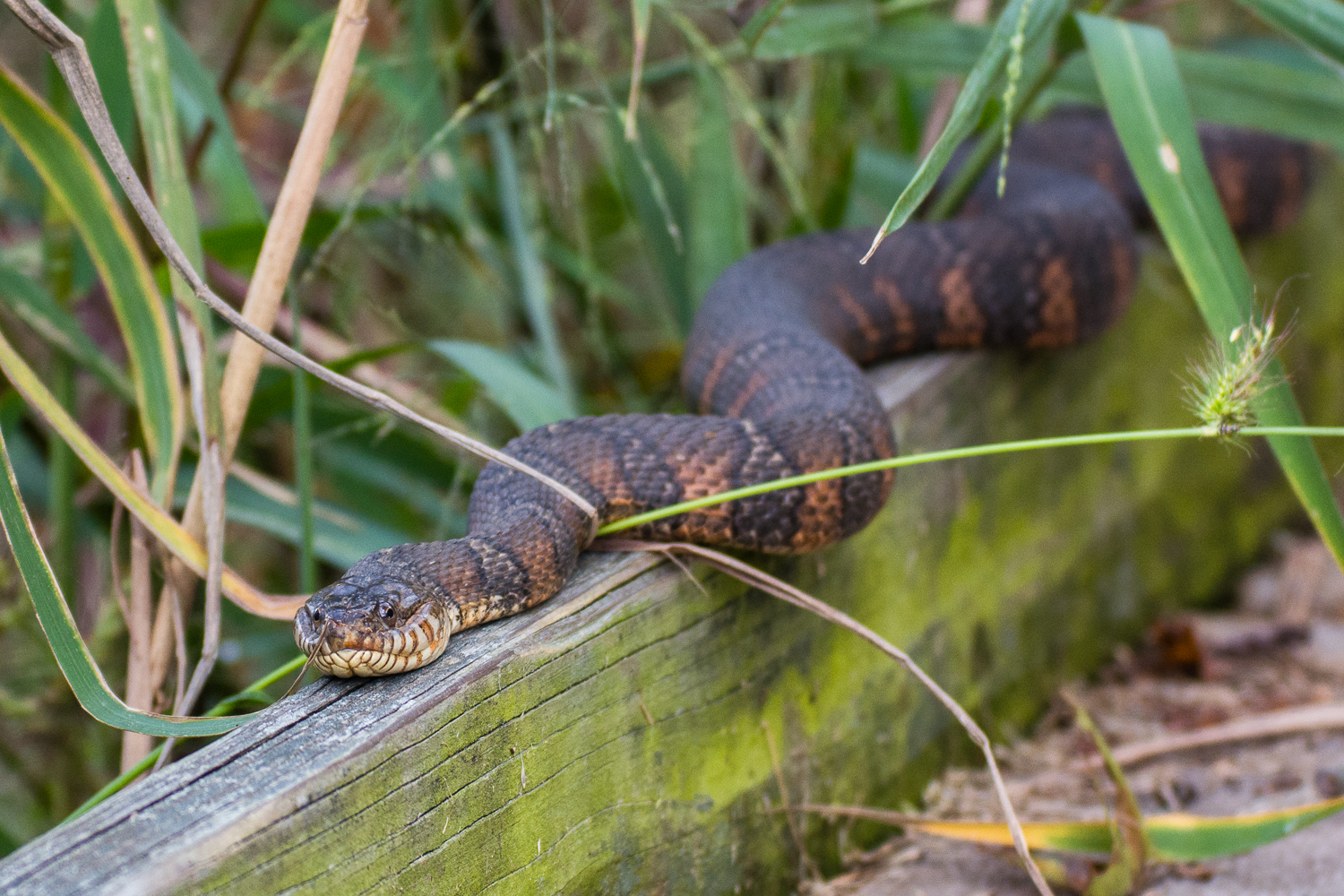 Explore Bombay Hook National Wildlife Refuge