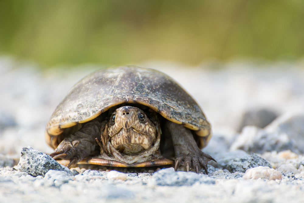 Explore Bombay Hook National Wildlife Refuge