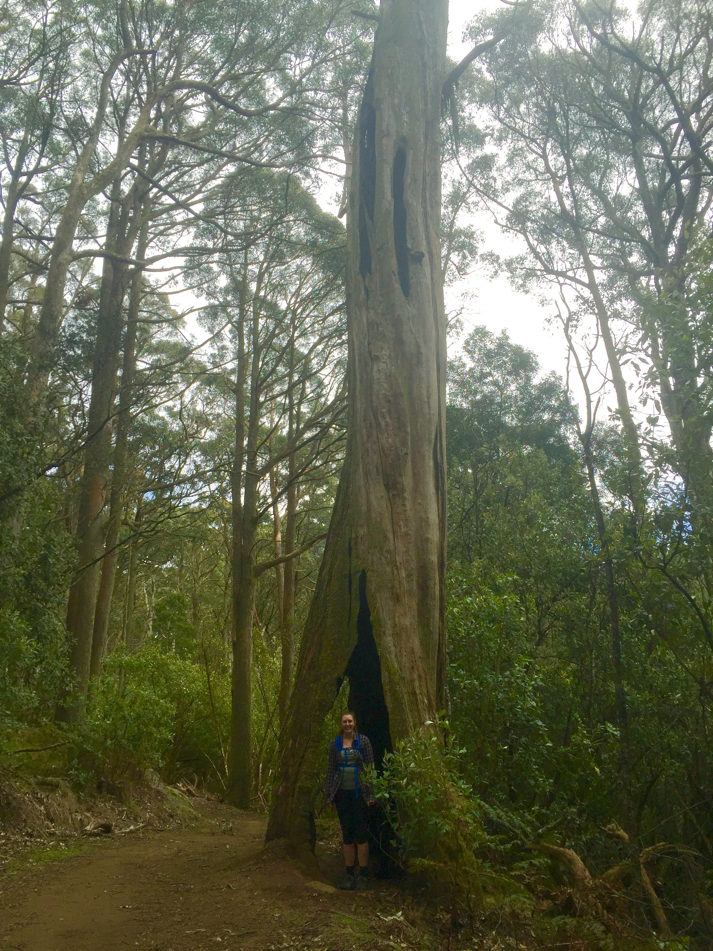 Hike the Macedon Ranges Walking Track