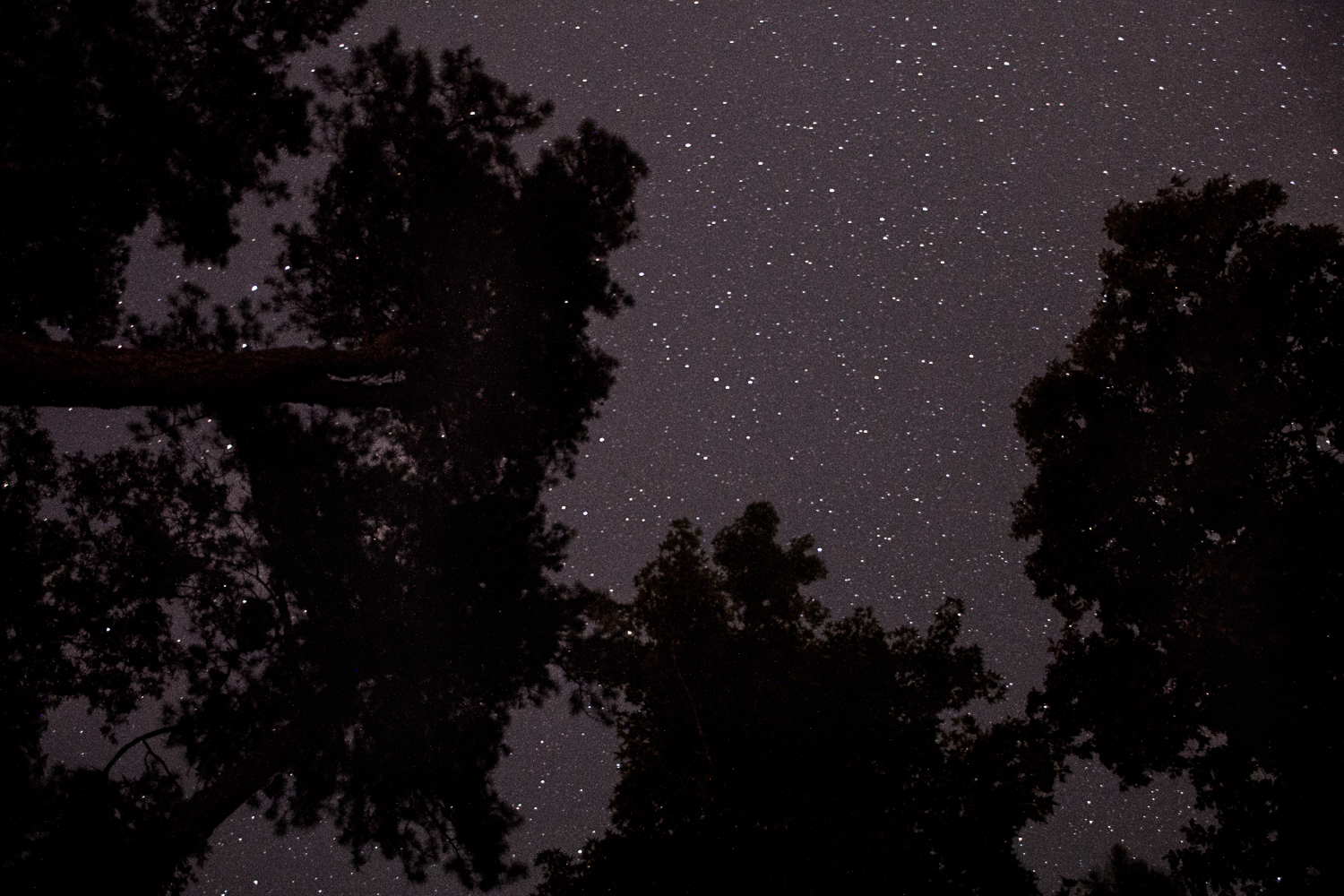Camp at Redden State Forest
