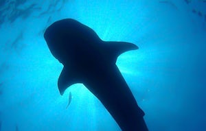 Swimming with Manta Rays and Whale Sharks in the Mexican Caribbean