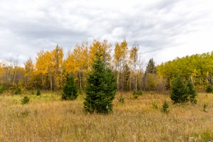 Explore Birds Hill Park