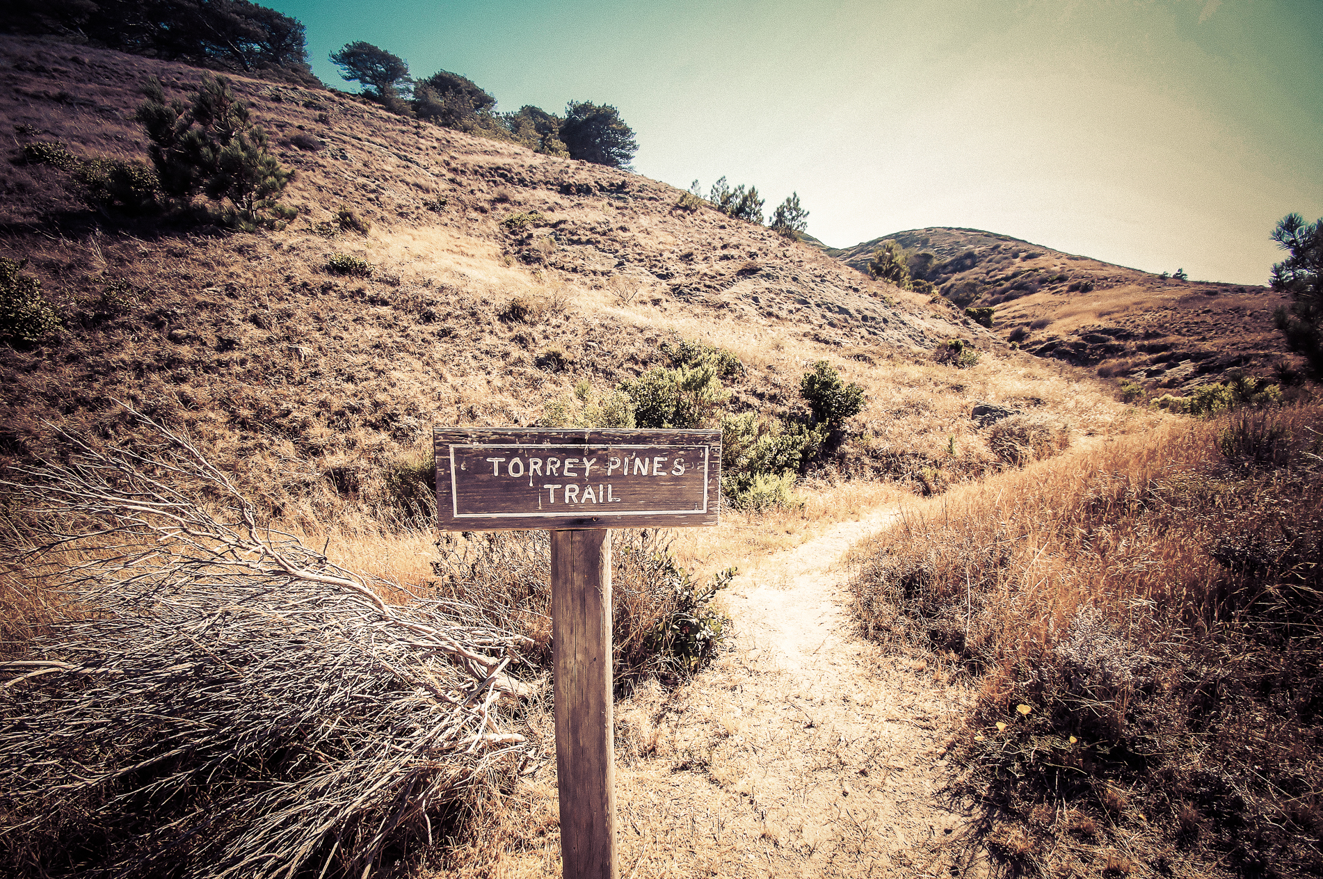 Torrey Pines Trail