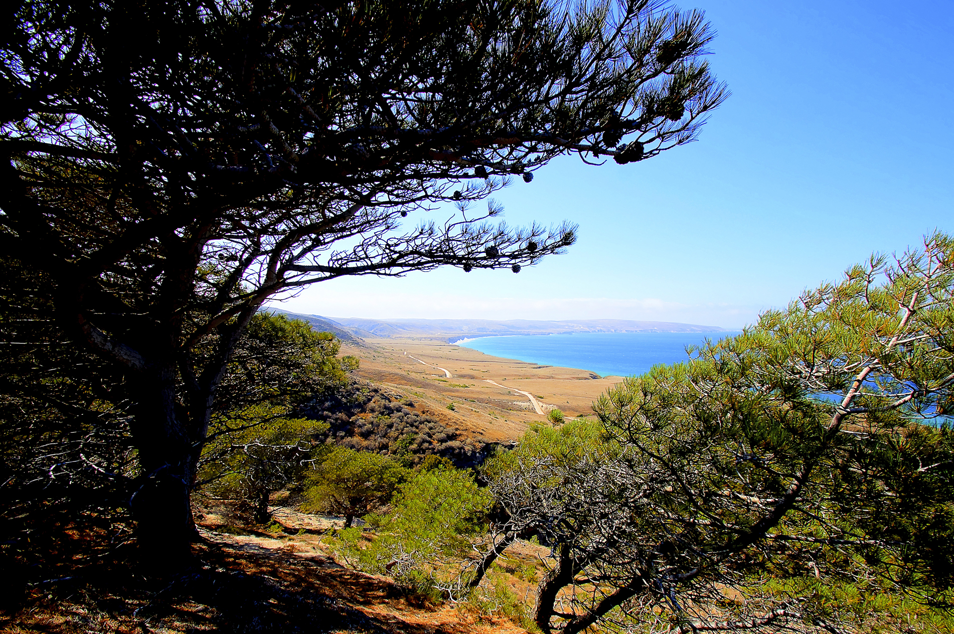Torrey Pines Trail