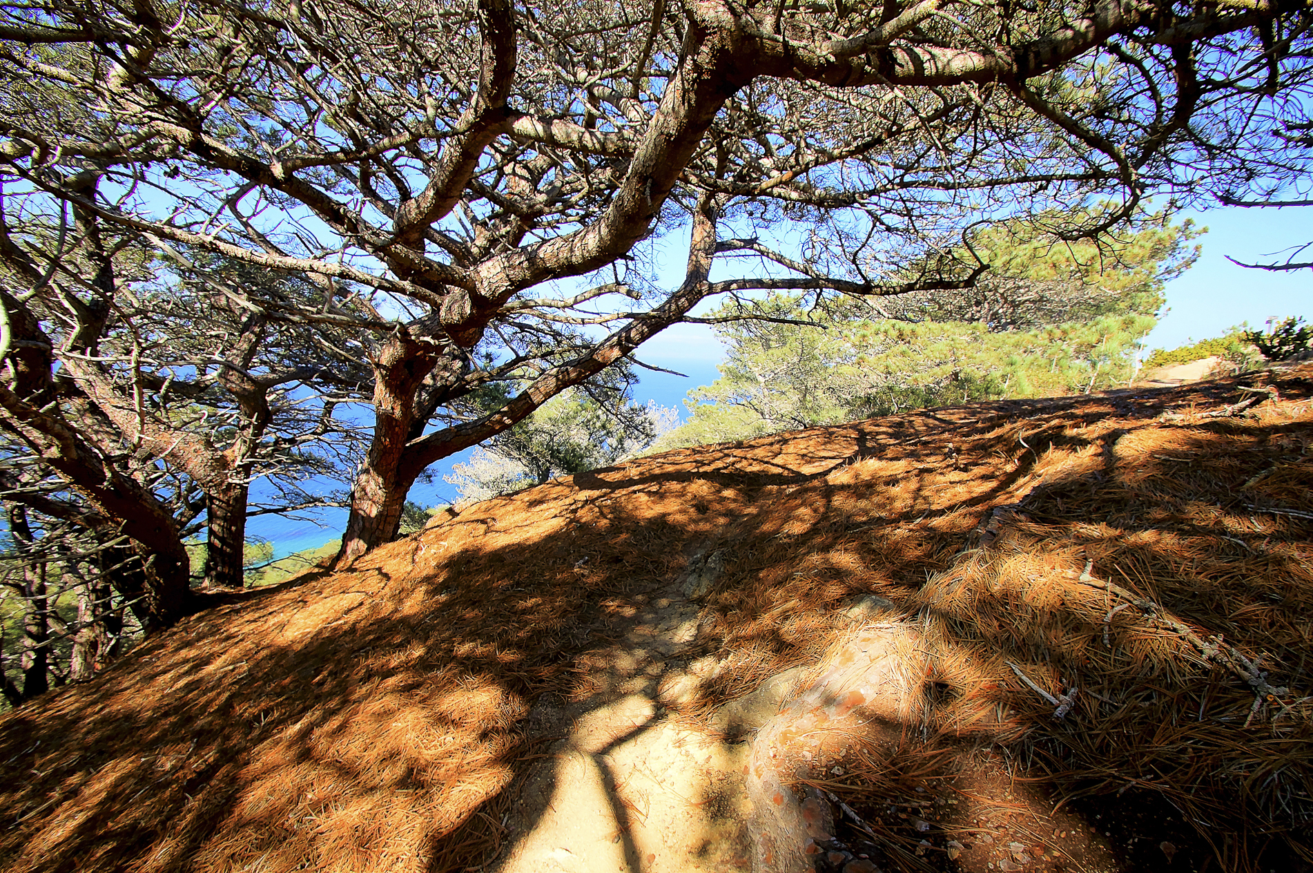 Torrey Pines Trail