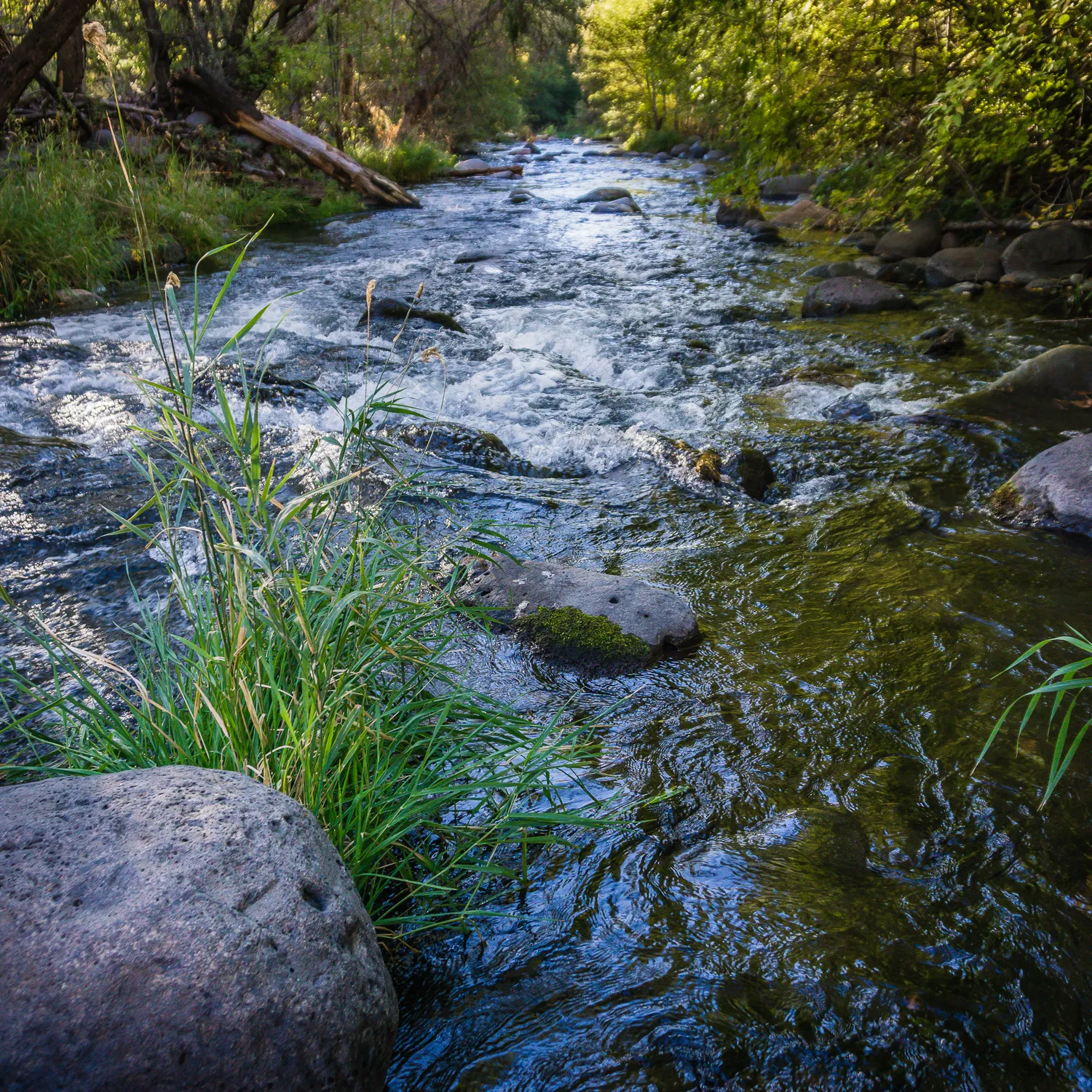 Fly Fish Oak Creek