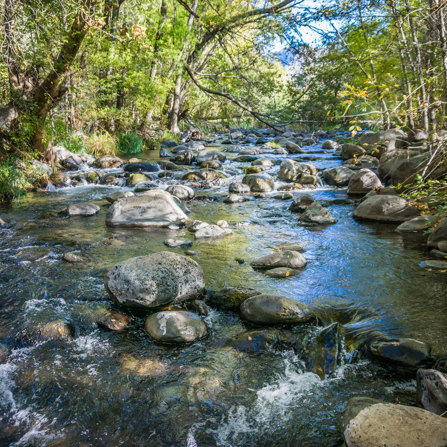 Fly Fish Oak Creek