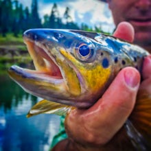 Fly Fish Oak Creek