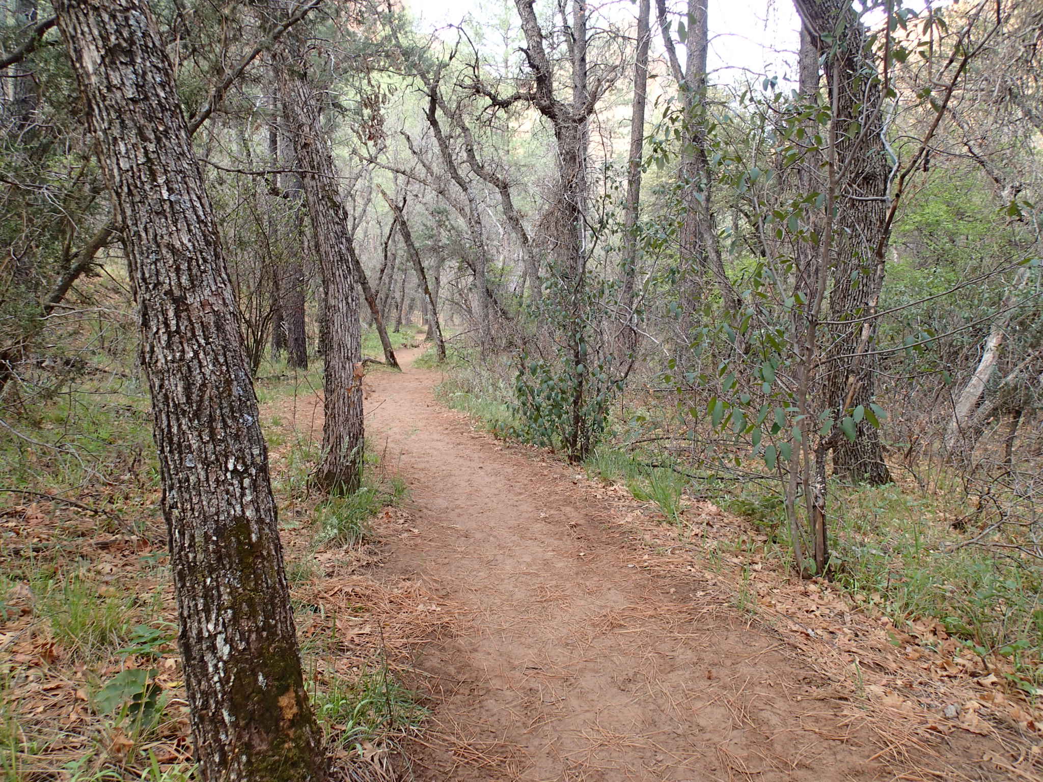 Boynton Canyon Trail