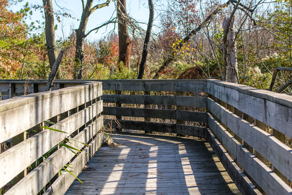 Prime Hook Wildlife Refuge Loop