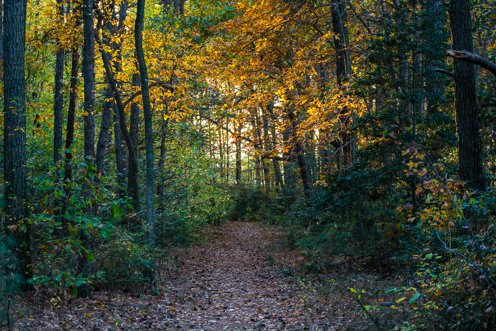 Prime Hook Wildlife Refuge Loop