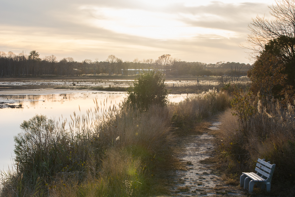 Prime Hook Wildlife Refuge Loop