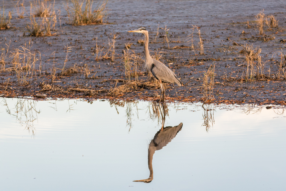 Prime Hook Wildlife Refuge Loop