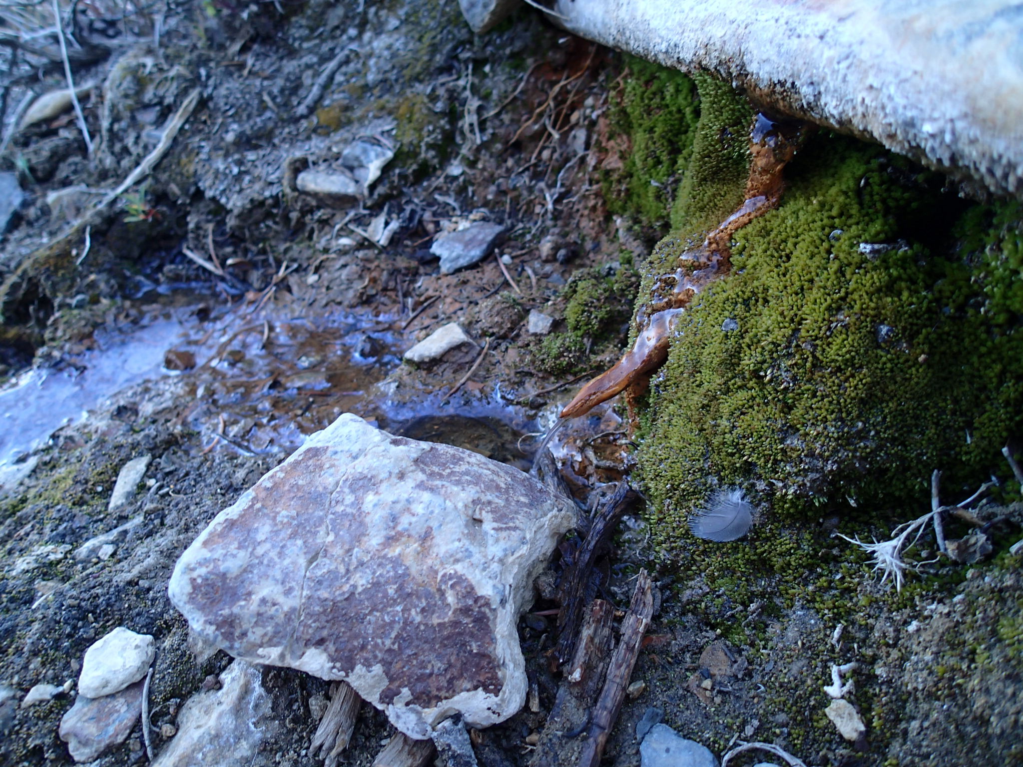 Hike the Hummingbird Spring Trail