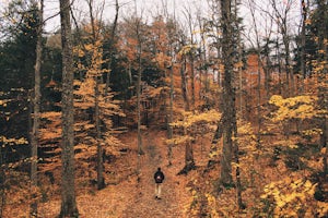 Colourful Moments from this Fall in Ontario's Algonquin Park 