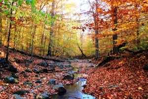 Hike at Turkey Run Park, McLean