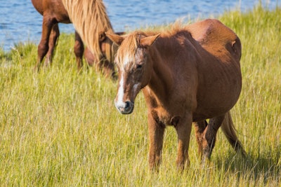 Bike Assateague Island National Seashore, Assateague Island Visitor's ...