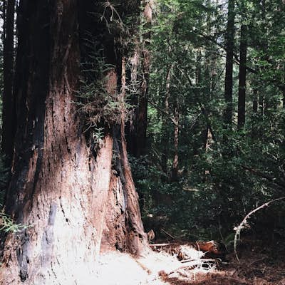 Roys Redwood Preserve Loop