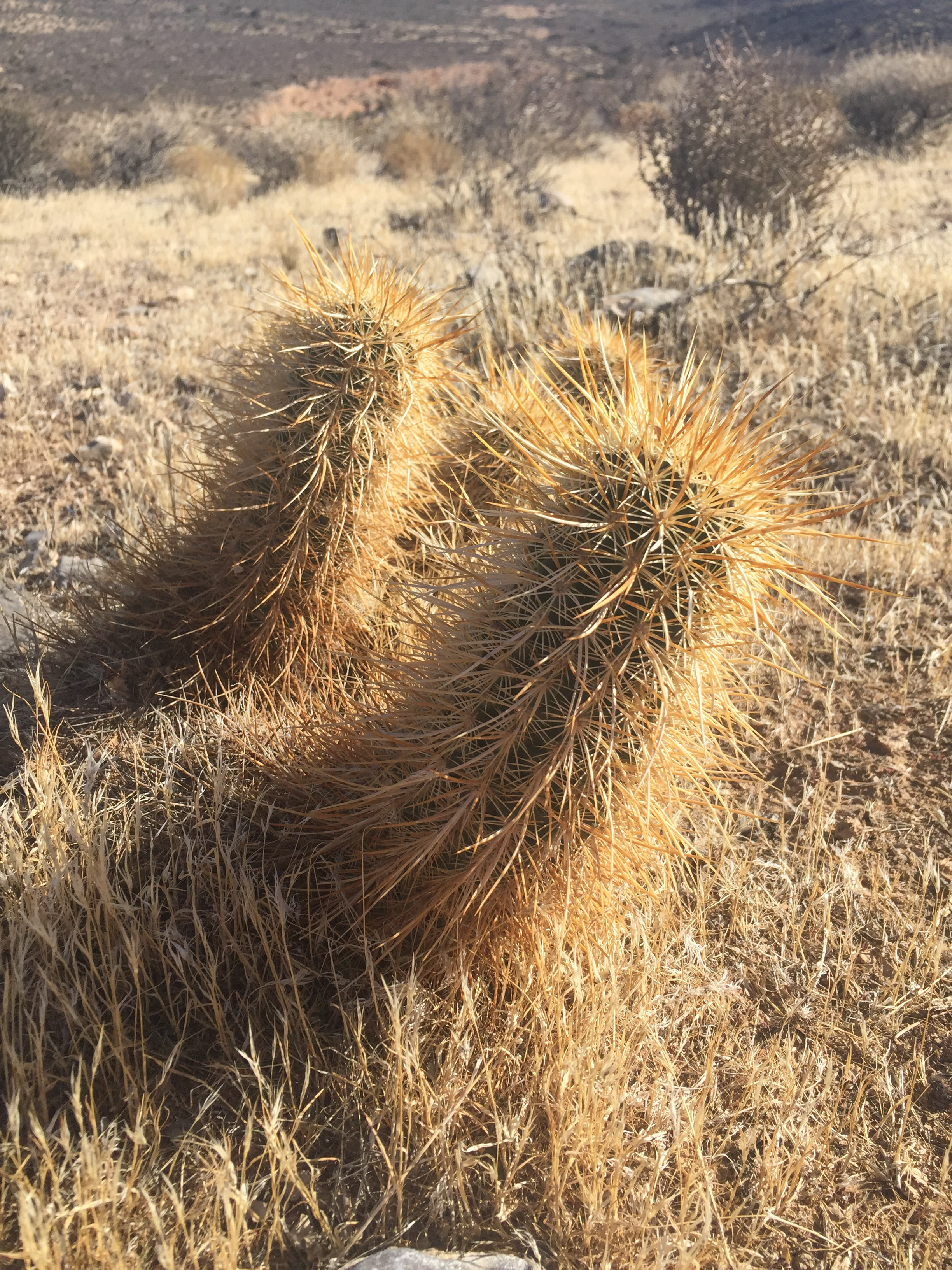 Hike or Trail Run White Rock to Willow Springs