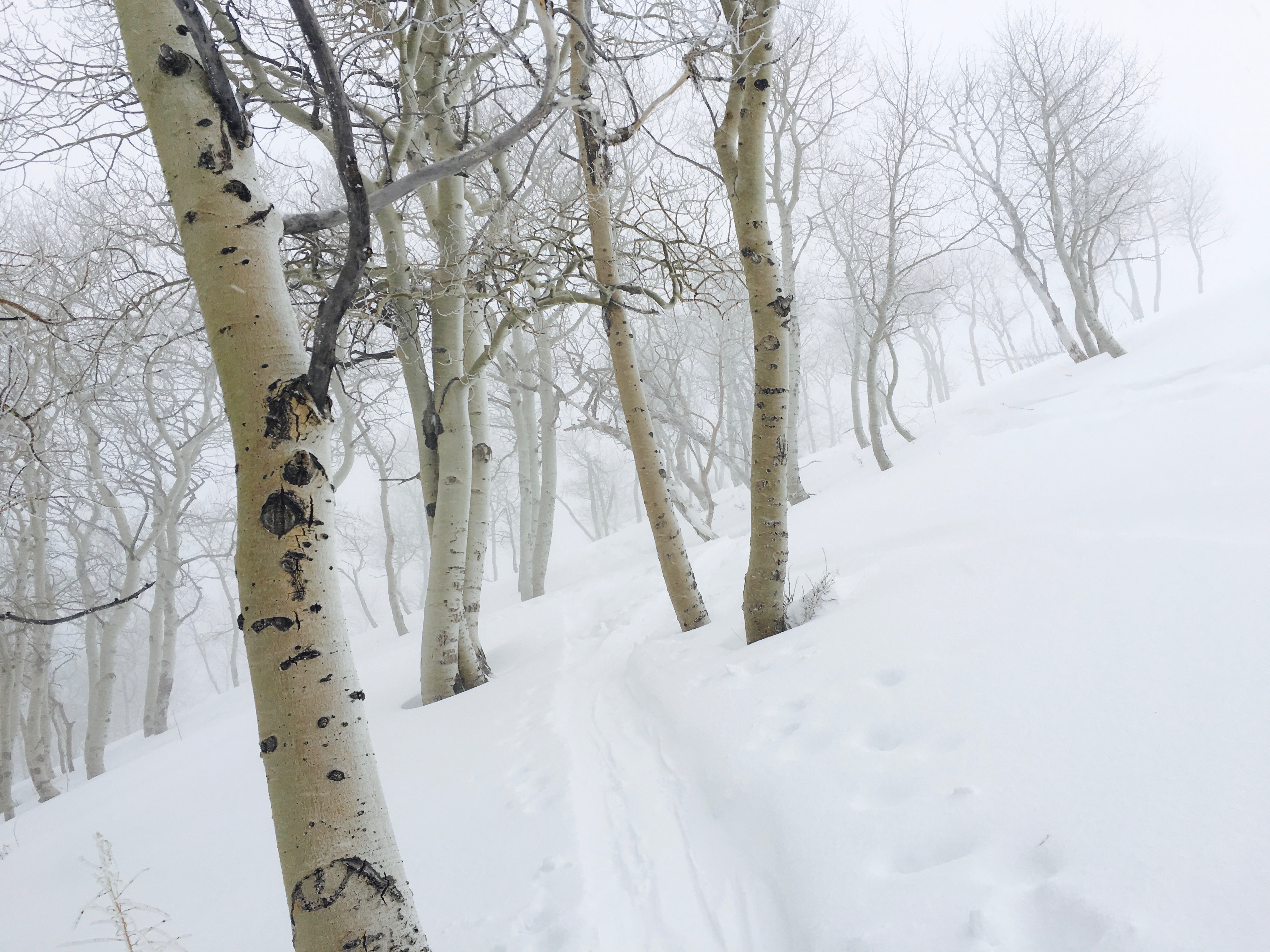 Backcountry Ski Short Swing, Mill D North