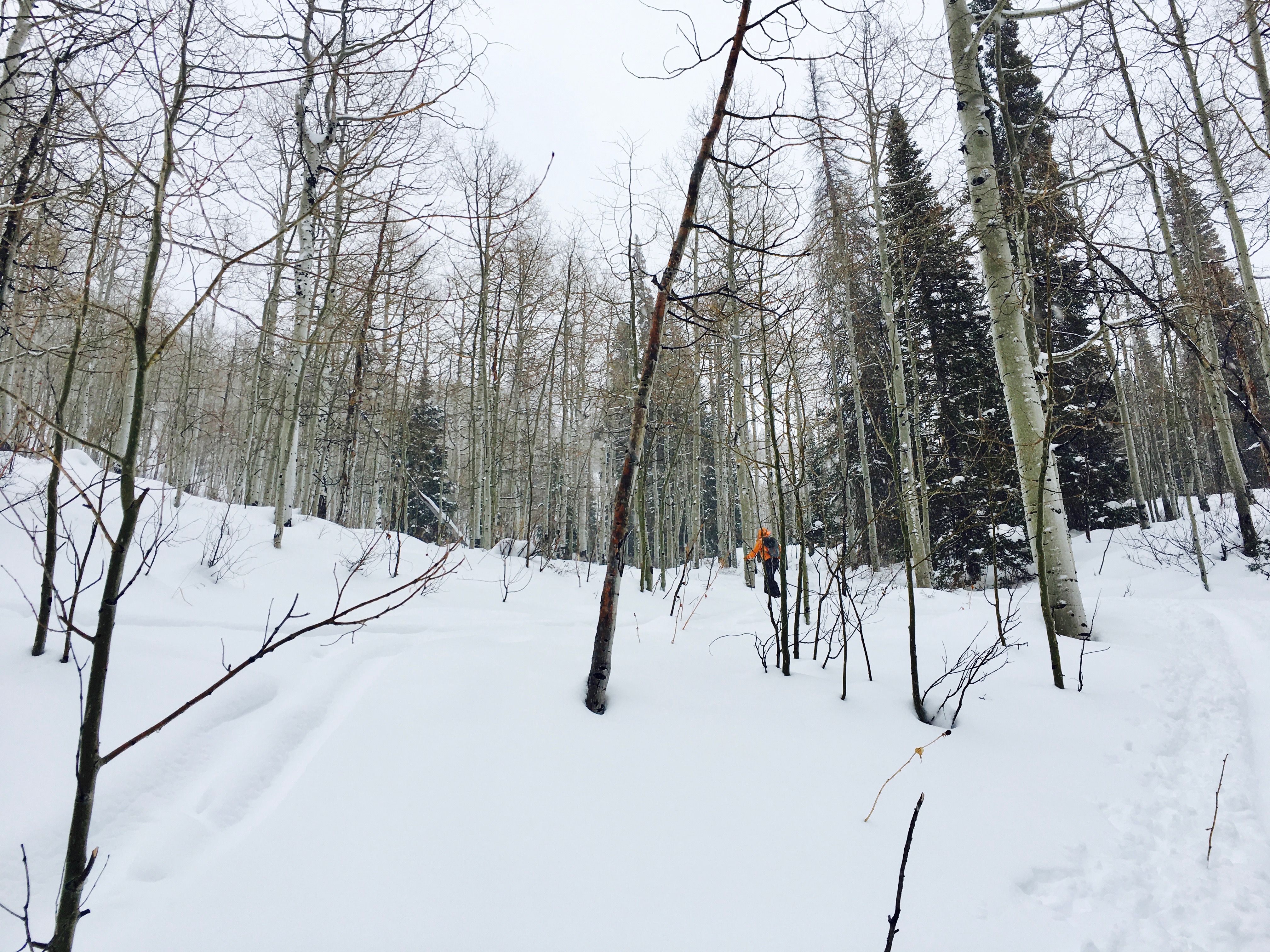 Backcountry Ski Short Swing, Mill D North
