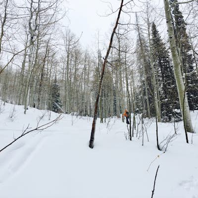 Backcountry Ski Short Swing, Mill D North